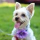 Silky Terrier Dog with Neurological Issues