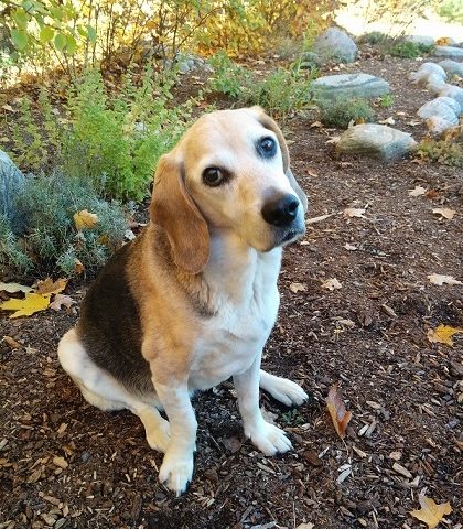 Beagle Dog with Cancer and Arthritis