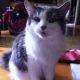 Cat with Ulcerative Stomatitis