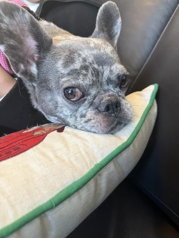 French Bulldog
