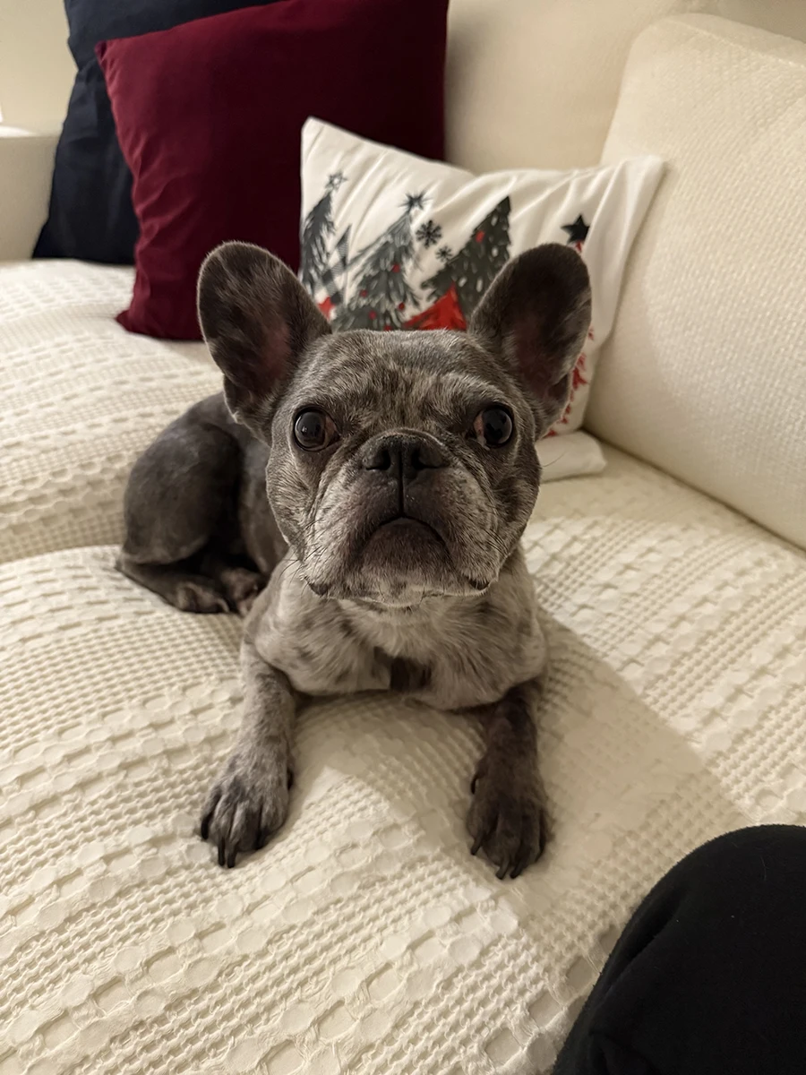 Healthy French Bulldog