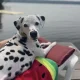 Healthy Happy Dalmatian